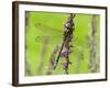 Southern Hawker Dragonfly Resting on Purple Loosestrife Flower, Hertfordshire, England, UK-Andy Sands-Framed Photographic Print