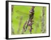 Southern Hawker Dragonfly Resting on Purple Loosestrife Flower, Hertfordshire, England, UK-Andy Sands-Framed Photographic Print