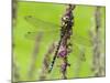 Southern Hawker Dragonfly Resting on Purple Loosestrife Flower, Hertfordshire, England, UK-Andy Sands-Mounted Photographic Print