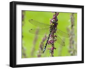 Southern Hawker Dragonfly Resting on Purple Loosestrife Flower, Hertfordshire, England, UK-Andy Sands-Framed Photographic Print