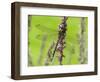 Southern Hawker Dragonfly Resting on Purple Loosestrife Flower, Hertfordshire, England, UK-Andy Sands-Framed Photographic Print