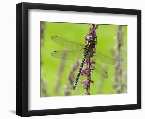 Southern Hawker Dragonfly Resting on Purple Loosestrife Flower, Hertfordshire, England, UK-Andy Sands-Framed Photographic Print