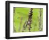 Southern Hawker Dragonfly Resting on Purple Loosestrife Flower, Hertfordshire, England, UK-Andy Sands-Framed Photographic Print