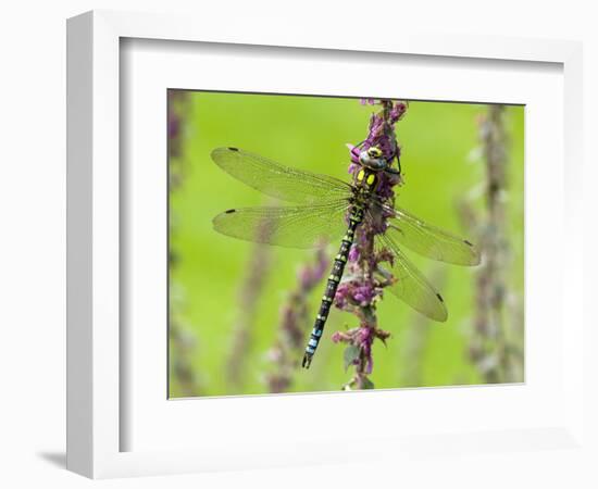 Southern Hawker Dragonfly Resting on Purple Loosestrife Flower, Hertfordshire, England, UK-Andy Sands-Framed Photographic Print