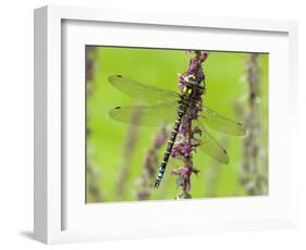 Southern Hawker Dragonfly Resting on Purple Loosestrife Flower, Hertfordshire, England, UK-Andy Sands-Framed Photographic Print