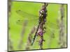 Southern Hawker Dragonfly Resting on Purple Loosestrife Flower, Hertfordshire, England, UK-Andy Sands-Mounted Photographic Print