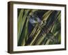 Southern Hawker or Blue Hawker (Aeshna Cyanea), Aeshnidae-null-Framed Giclee Print