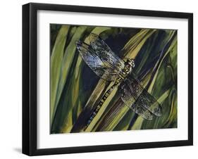 Southern Hawker or Blue Hawker (Aeshna Cyanea), Aeshnidae-null-Framed Giclee Print