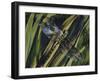 Southern Hawker or Blue Hawker (Aeshna Cyanea), Aeshnidae-null-Framed Giclee Print