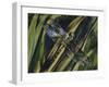 Southern Hawker or Blue Hawker (Aeshna Cyanea), Aeshnidae-null-Framed Giclee Print