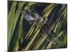 Southern Hawker or Blue Hawker (Aeshna Cyanea), Aeshnidae-null-Mounted Giclee Print