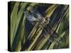 Southern Hawker or Blue Hawker (Aeshna Cyanea), Aeshnidae-null-Stretched Canvas