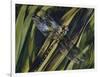 Southern Hawker or Blue Hawker (Aeshna Cyanea), Aeshnidae-null-Framed Giclee Print