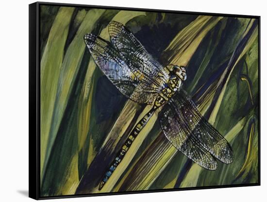 Southern Hawker or Blue Hawker (Aeshna Cyanea), Aeshnidae-null-Framed Stretched Canvas