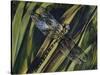 Southern Hawker or Blue Hawker (Aeshna Cyanea), Aeshnidae-null-Stretched Canvas