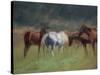 Southern Horses-Valtcho Tonov-Stretched Canvas