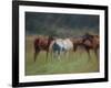 Southern Horses-Valtcho Tonov-Framed Art Print