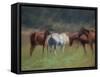 Southern Horses-Valtcho Tonov-Framed Stretched Canvas