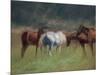 Southern Horses-Valtcho Tonov-Mounted Premium Giclee Print