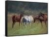 Southern Horses-Valtcho Tonov-Framed Stretched Canvas