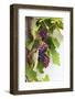 Southern Italy, Puglia. Ripe grapes on vines.-Emily Wilson-Framed Photographic Print