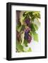 Southern Italy, Puglia. Ripe grapes on vines.-Emily Wilson-Framed Photographic Print