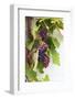 Southern Italy, Puglia. Ripe grapes on vines.-Emily Wilson-Framed Photographic Print