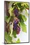 Southern Italy, Puglia. Ripe grapes on vines.-Emily Wilson-Mounted Photographic Print