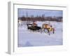 Southern Lapp with Reindeer Sledge, Roros, Norway, Scandinavia-Adam Woolfitt-Framed Photographic Print