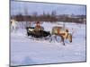 Southern Lapp with Reindeer Sledge, Roros, Norway, Scandinavia-Adam Woolfitt-Mounted Photographic Print