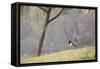 Southern Lapwing, Vanellus Chilensis, Standing by a Tree in Ibirapuera Park-Alex Saberi-Framed Stretched Canvas