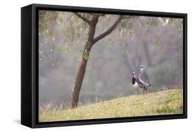 Southern Lapwing, Vanellus Chilensis, Standing by a Tree in Ibirapuera Park-Alex Saberi-Framed Stretched Canvas