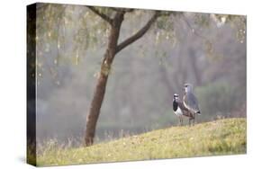 Southern Lapwing, Vanellus Chilensis, Standing by a Tree in Ibirapuera Park-Alex Saberi-Stretched Canvas