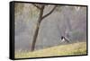 Southern Lapwing, Vanellus Chilensis, Standing by a Tree in Ibirapuera Park-Alex Saberi-Framed Stretched Canvas