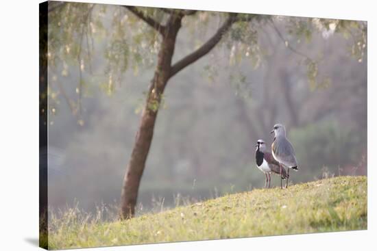 Southern Lapwing, Vanellus Chilensis, Standing by a Tree in Ibirapuera Park-Alex Saberi-Stretched Canvas