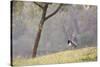 Southern Lapwing, Vanellus Chilensis, Standing by a Tree in Ibirapuera Park-Alex Saberi-Stretched Canvas