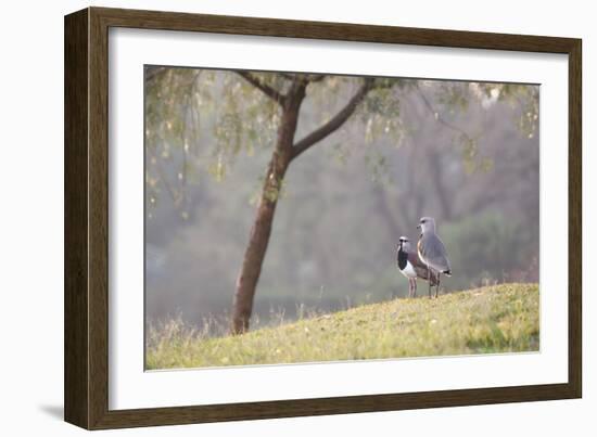 Southern Lapwing, Vanellus Chilensis, Standing by a Tree in Ibirapuera Park-Alex Saberi-Framed Photographic Print