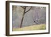 Southern Lapwing, Vanellus Chilensis, Standing by a Tree in Ibirapuera Park-Alex Saberi-Framed Photographic Print