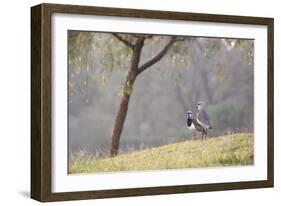 Southern Lapwing, Vanellus Chilensis, Standing by a Tree in Ibirapuera Park-Alex Saberi-Framed Photographic Print