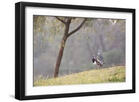 Southern Lapwing, Vanellus Chilensis, Standing by a Tree in Ibirapuera Park-Alex Saberi-Framed Photographic Print