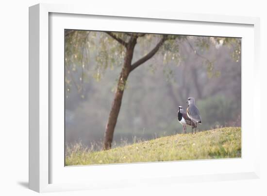 Southern Lapwing, Vanellus Chilensis, Standing by a Tree in Ibirapuera Park-Alex Saberi-Framed Photographic Print