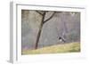 Southern Lapwing, Vanellus Chilensis, Standing by a Tree in Ibirapuera Park-Alex Saberi-Framed Photographic Print