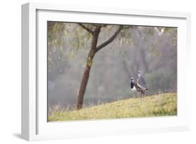 Southern Lapwing, Vanellus Chilensis, Standing by a Tree in Ibirapuera Park-Alex Saberi-Framed Photographic Print