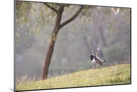 Southern Lapwing, Vanellus Chilensis, Standing by a Tree in Ibirapuera Park-Alex Saberi-Mounted Photographic Print