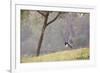 Southern Lapwing, Vanellus Chilensis, Standing by a Tree in Ibirapuera Park-Alex Saberi-Framed Photographic Print