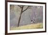 Southern Lapwing, Vanellus Chilensis, Standing by a Tree in Ibirapuera Park-Alex Saberi-Framed Photographic Print