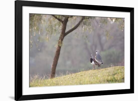 Southern Lapwing, Vanellus Chilensis, Standing by a Tree in Ibirapuera Park-Alex Saberi-Framed Photographic Print