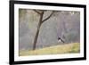 Southern Lapwing, Vanellus Chilensis, Standing by a Tree in Ibirapuera Park-Alex Saberi-Framed Photographic Print