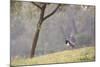 Southern Lapwing, Vanellus Chilensis, Standing by a Tree in Ibirapuera Park-Alex Saberi-Mounted Photographic Print