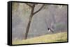 Southern Lapwing, Vanellus Chilensis, Standing by a Tree in Ibirapuera Park-Alex Saberi-Framed Stretched Canvas